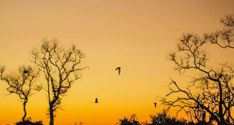 Vogelsilhouetten und kahle Bäume vor lebendigem orangefarbenem Abendhimmel.