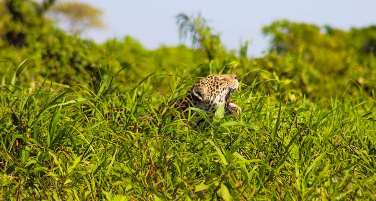 Jaguar, teilweise verborgen im hohen grünen Gras, leckt sich die Lippen.
