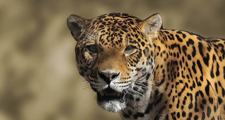 Terre du Jaguar - Exodus Adventure Travels 6