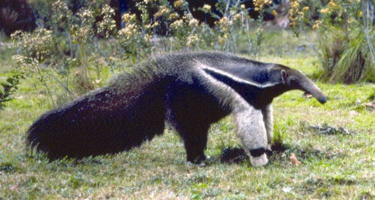 Un oso hormiguero gigante caminando sobre la hierba.