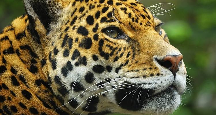 Terre du Jaguar - Exodus Adventure Travels 2