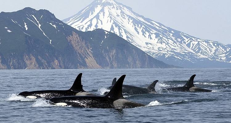 Baleines et ours de la Colombie- Britannique - Exodus Adventure Travels 9