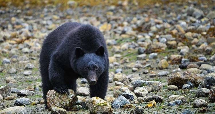 Baleines et ours de la Colombie- Britannique - Exodus Adventure Travels 4