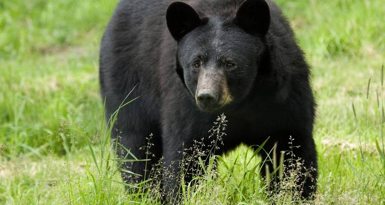 Ours noir sur fond d'herbe.