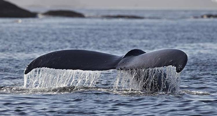 Baleines et ours de la Colombie- Britannique - Exodus Adventure Travels 8