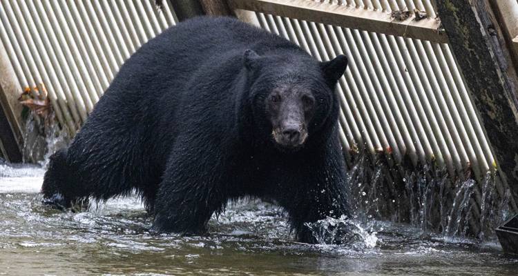 Schwarzbär, der in flachem Gewässer bei einer Lachstreppe steht, mit Wasser, das um die Pfoten spritzt.