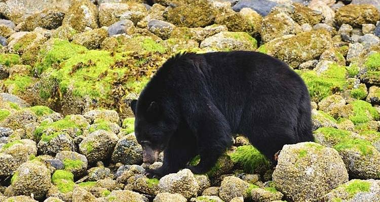 Baleines et ours de la Colombie- Britannique - Exodus Adventure Travels 10
