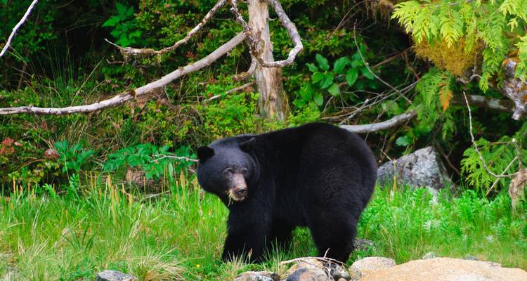 Ours noir debout dans une zone herbeuse près d'arbres.
