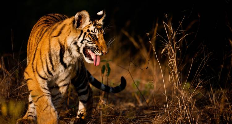Safari tigre en Inde - Exodus Adventure Travels 1