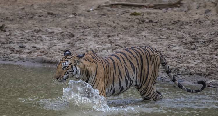 Safari tigre en Inde - Exodus Adventure Travels 6