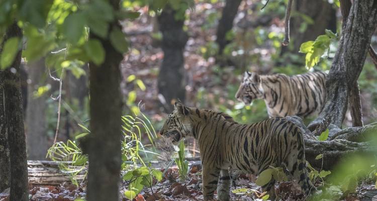Safari tigre en Inde - Exodus Adventure Travels 9
