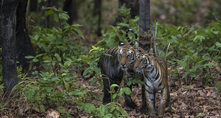 Safari tigre en Inde - Exodus Adventure Travels 2