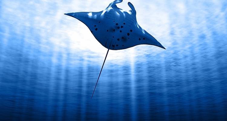 La faune marine des Maldives - Exodus Adventure Travels 9