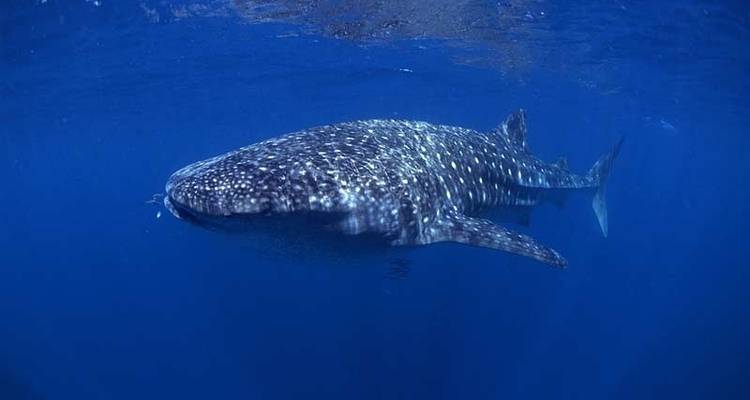 La faune marine des Maldives - Exodus Adventure Travels 6