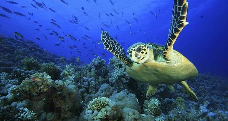 La faune marine des Maldives - Exodus Adventure Travels 10