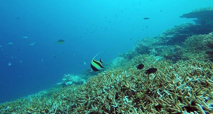 La faune marine des Maldives - Exodus Adventure Travels 2