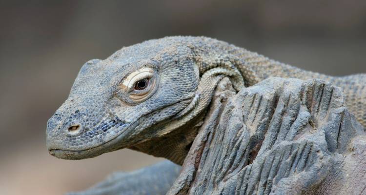 Primates et dragons d'Indonésie - Exodus Adventure Travels 1