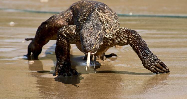 Primates et dragons d'Indonésie - Exodus Adventure Travels 5