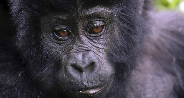 Les chimpanzés et les gorilles d'Ouganda - Exodus Adventure Travels 2