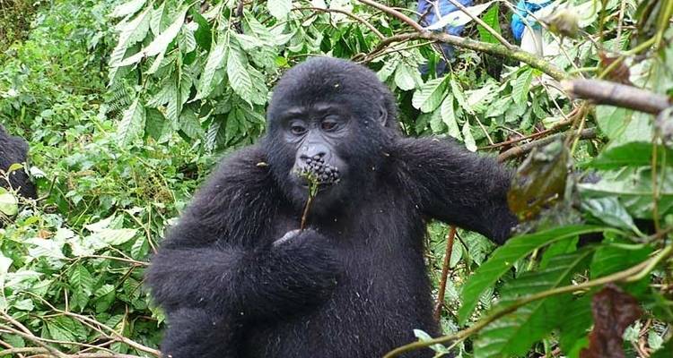 Les chimpanzés et les gorilles d'Ouganda - Exodus Adventure Travels 8