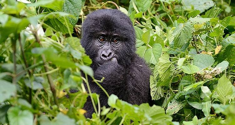 Les chimpanzés et les gorilles d'Ouganda - Exodus Adventure Travels 10