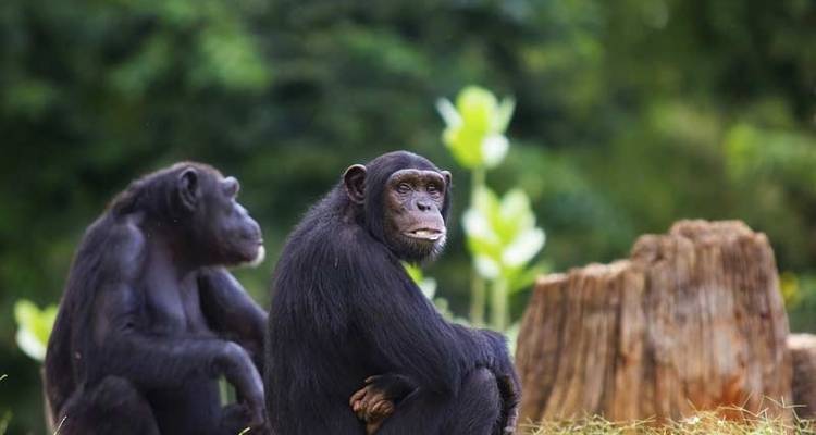 Les chimpanzés et les gorilles d'Ouganda - Exodus Adventure Travels 4