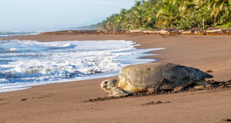 Les secrets de la côte du Costa Rica - Exodus Adventure Travels 3