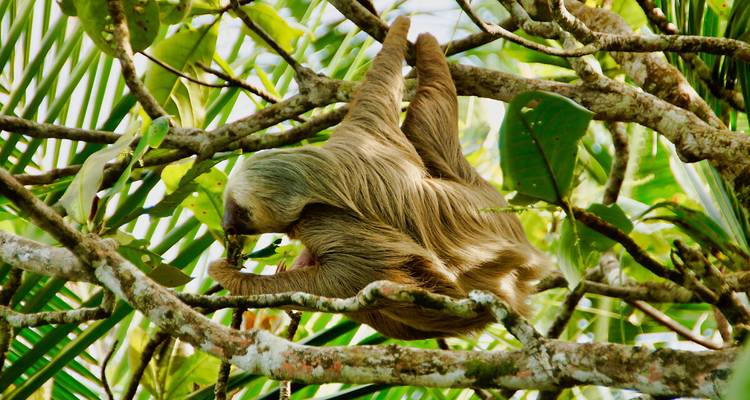 Les secrets de la côte du Costa Rica - Exodus Adventure Travels 8