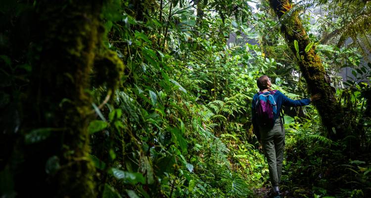 Persona con una mochila caminando por una selva verde y densa.