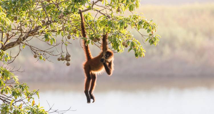 Mono araña colgando de la rama de un árbol sobre el agua.