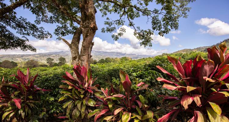 Plantas tropicales coloridas y un valle de plantación de café con montañas distantes bajo un cielo azul brillante.