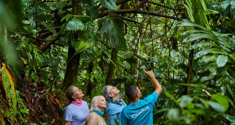 El guía con la camisa azul señala hacia la copa del bosque tropical mientras tres viajeros observan durante una caminata por la selva.