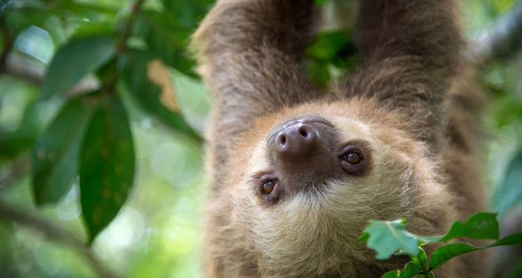 Perezoso colgado boca abajo de la rama de un árbol.