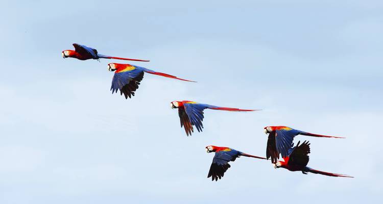 Guacamayos rojos volando en formación con un fondo de cielo azul claro.