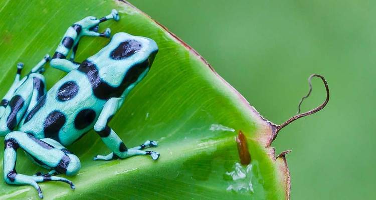 Les secrets de la côte du Costa Rica - Exodus Adventure Travels 5