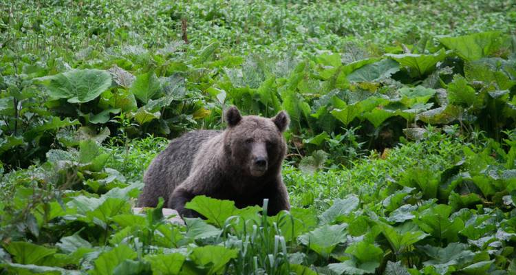 Oso pardo descansando en una zona de hierba rodeado de hojas verdes.
