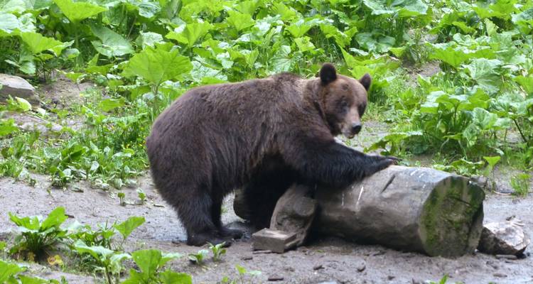 Oso pardo cerca de un tronco en un entorno de bosque verde.