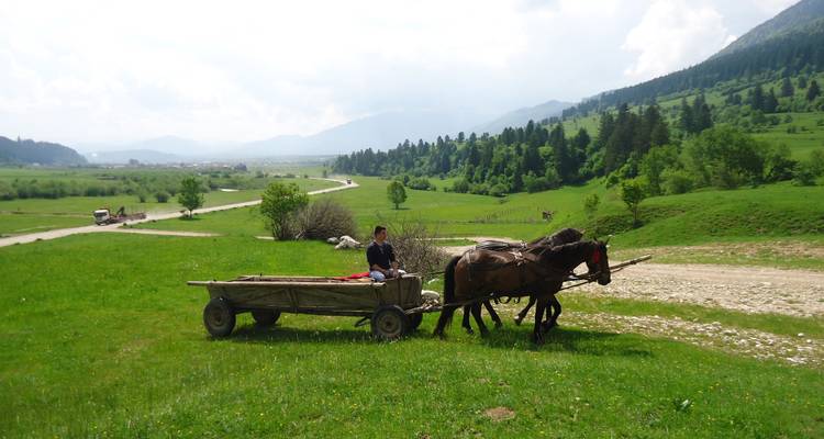 Tradicional carro tirado por caballos en una pintoresca carretera rural.
