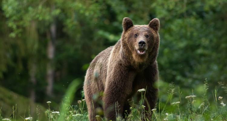 Ein brauner Bär steht wachsam inmitten üppiger grüner Waldvegetation und blickt zur Kamera.