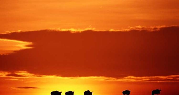 Gorilas y Masai Mara - Acampada - Exodus Adventure Travels 9