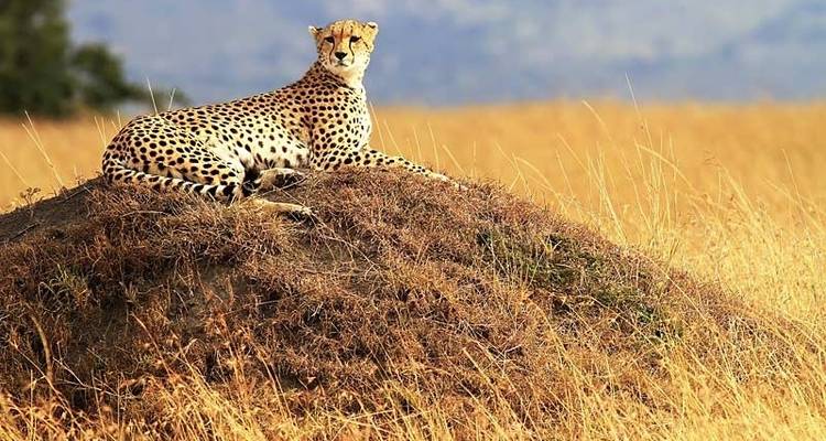 Gorilas y Masai Mara - Acampada - Exodus Adventure Travels 4