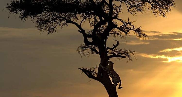 Gorilas y Masai Mara - Acampada - Exodus Adventure Travels 1