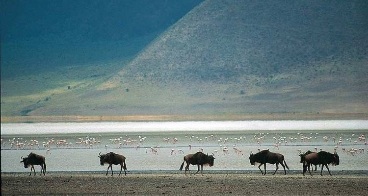 Gorilas y Masai Mara - Acampada - Exodus Adventure Travels 7