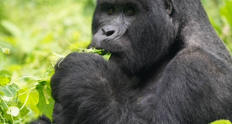 Retrato en primer plano de un gorila de montaña masticando tranquilamente hojas en la selva densa.
