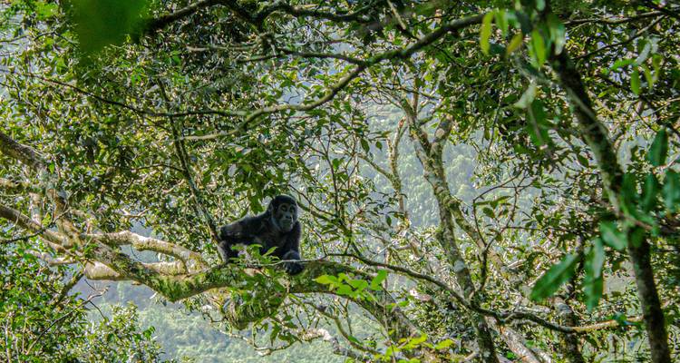 Un gorila distante encaramado en las ramas altas dentro del denso dosel verde del bosque.