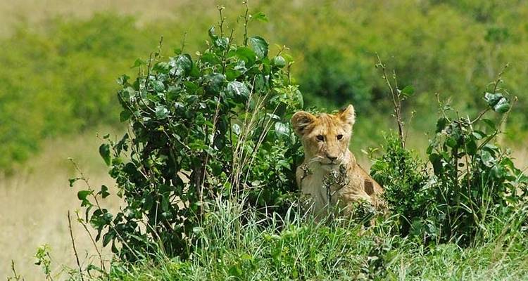 Gorilas y Masai Mara - Acampada - Exodus Adventure Travels 3