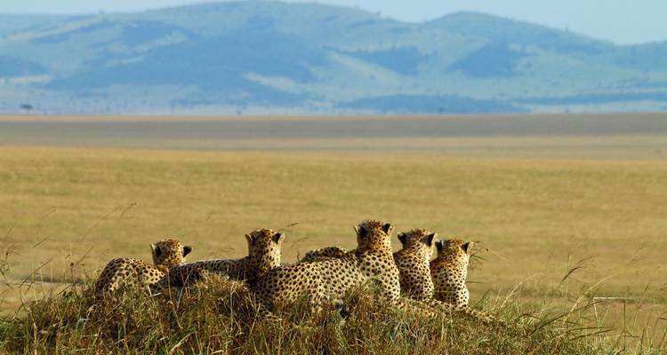 Grupo de guepardos descansando en una colina cubierta de hierba con colinas distantes al fondo.