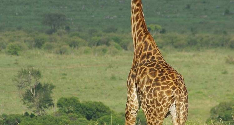 Gorilas y Masai Mara - Acampada - Exodus Adventure Travels 2