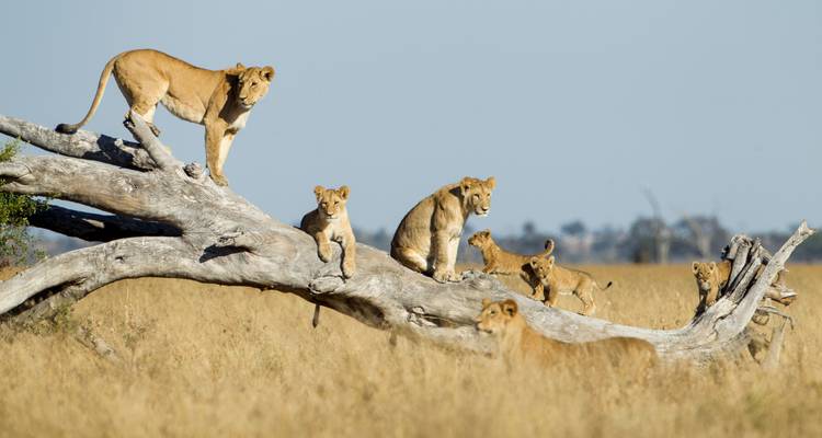 Safari en lodge au Botswana et au Zimbabwe - Exodus Adventure Travels 1