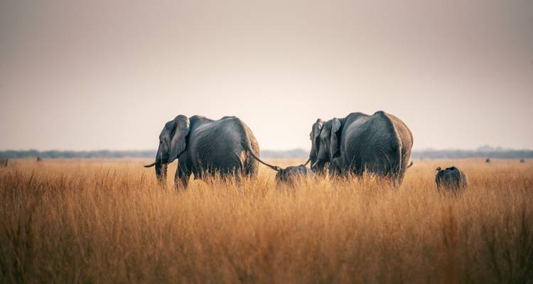 Safari en lodge au Botswana et au Zimbabwe - Exodus Adventure Travels 10